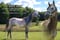 Horse ad