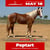 Horse ad