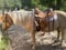 Annuncio cavallo