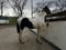 Anuncio de caballos