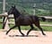 Horse ad