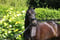 Annuncio cavallo