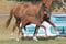 Horse ad