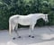 Annuncio cavallo