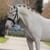 Annuncio cavallo