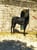 Horse ad
