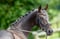 Annuncio cavallo