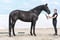 Annuncio cavallo