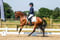 Horse ad