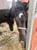 Horse ad