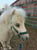 Annonce cheval