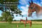 Horse ad