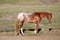 Horse ad