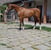 Annuncio cavallo