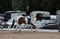 Horse ad