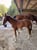 Annuncio cavallo