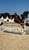 Horse ad