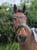 Annuncio cavallo