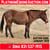 Horse ad