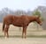 Horse ad