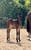 Annuncio cavallo