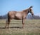 Horse ad