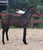 Annuncio cavallo