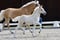 Annuncio cavallo