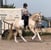 Horse ad