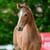 Horse ad