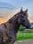 Annuncio cavallo