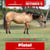 Paardadvertentie