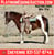 Horse ad
