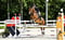 Horse ad