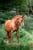 Horse ad