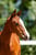 Annuncio cavallo