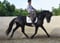 Annuncio cavallo