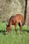 Horse ad