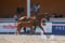 Annuncio cavallo