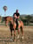 Annonce cheval