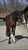Annuncio cavallo