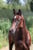 Horse ad