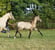 Horse ad