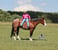 Anuncio de caballos