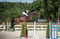 Annonce cheval