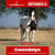 Paardadvertentie