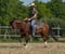 Horse ad