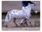 Annuncio cavallo