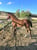 Annuncio cavallo