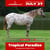 Pferdeinserat